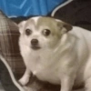 ANIMAIS DA ZOEIRA 5