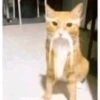 🌈🐈‍⬛✨️Gatos Funny Mood✨️🐈‍⬛🌈 16