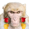 Monos random 🐒🦧 15