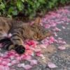 Cat meme 2 27