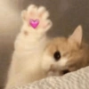 Gatinhos  15
