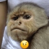 Macacos 🙈🙈🙈 5