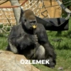 Goril 8