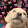 Reações de amor 🥰 10