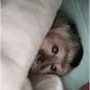 Macaquinhos reagindo 🐒 8