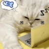 🧿Gatos para chat miau🐱🐈 20
