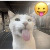 MEME KUCING 24