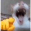 Meme jomok 13