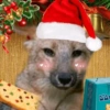 💚❤️Animalitos con gorrito❤️💚 12