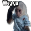 Changuitos Stickers🐒🍌 12