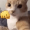 Gatinhos  5