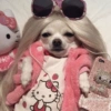💖🐶Moods con perritos🐶💖 10