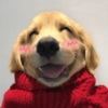 Dogs 10