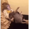 Macaquinhos reagindo 🐒 16