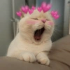 Gatos românticos ❤️🐈 7