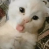 ❤️🐱Michitos reacciones🐱❤️ 5