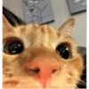 Gatos reacciones 😼 10