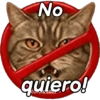 Gatos expresivos 😹🙀 6