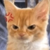 Kucing kucingan 12