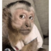 Macaquinhos reagindo 🐒 7