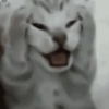 Kucing aneh 13