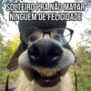 Pets Fofos Memes 5 🐾 10