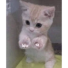 lov
