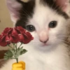 Gatinhos  14