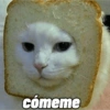 Gatos reacciones 😼 23