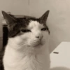 Kucing aneh 16
