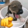 NÃO GRITA 🤫 12