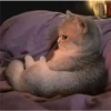 Angry cat 9