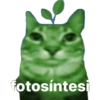 fotosíntesi