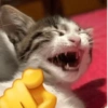 Random Cat 🐾 12