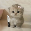 Gatinhos fofos 9