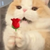 Gatinhos  12