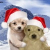 💚❤️Animalitos con gorrito❤️💚 14
