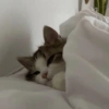 Gatos reacciones 😼 21