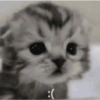 Sad Kitten