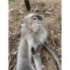 Macacos fofinhos 20