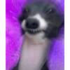 Morogram Meme vol.1 7