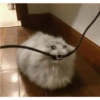 Kedi 10