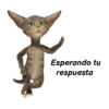 Frases estilo michi 🐱🐈 14