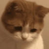 Meme Kucing Galau 9
