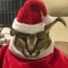 💚❤️Animalitos con gorrito❤️💚 11