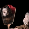 Macacos 22
