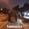 Tumbaasss
