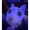 Kucing kucingan 16