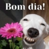 Bom dia!