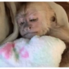 Macaquinhos reagindo 🐒 10